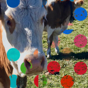 Cows and Microplastics-Lawn